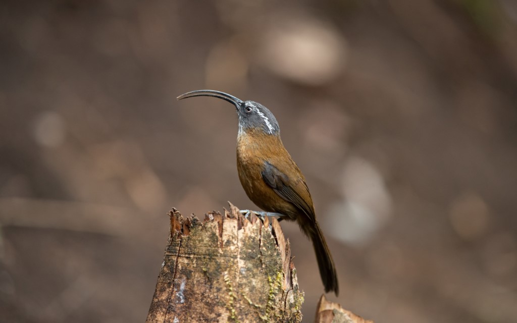 Perching Birds